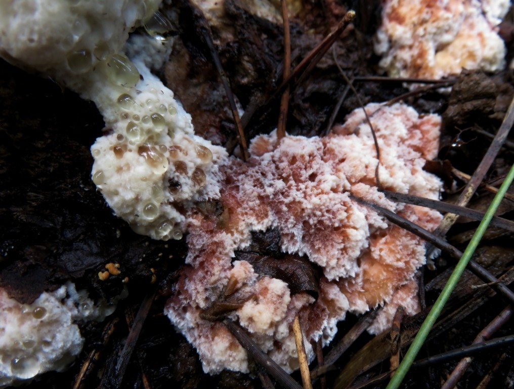 Blushing rosette – Abortiporus biennis