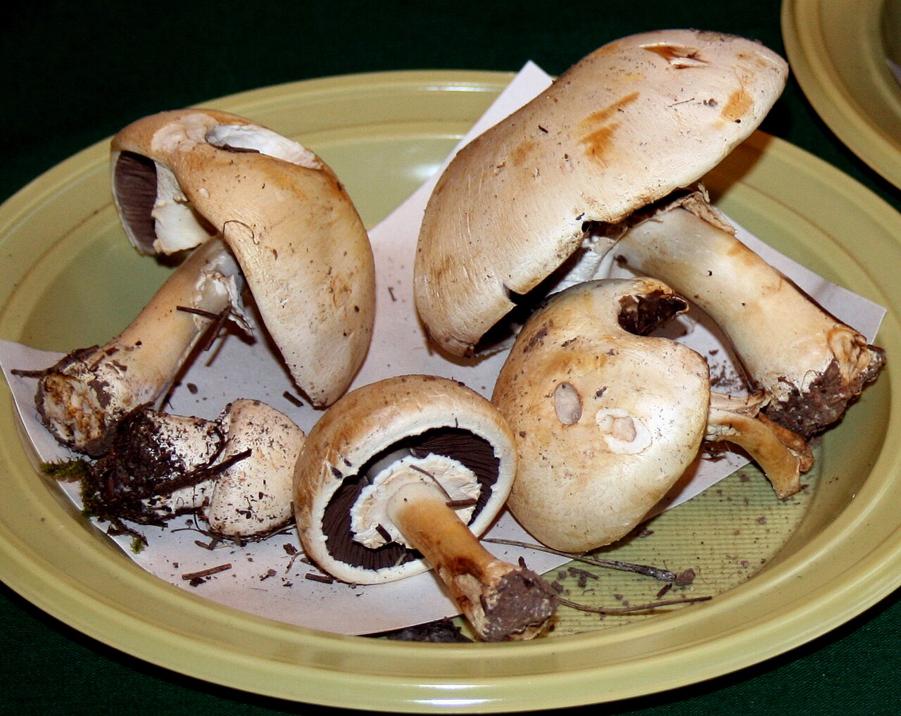 Anis-Champignon