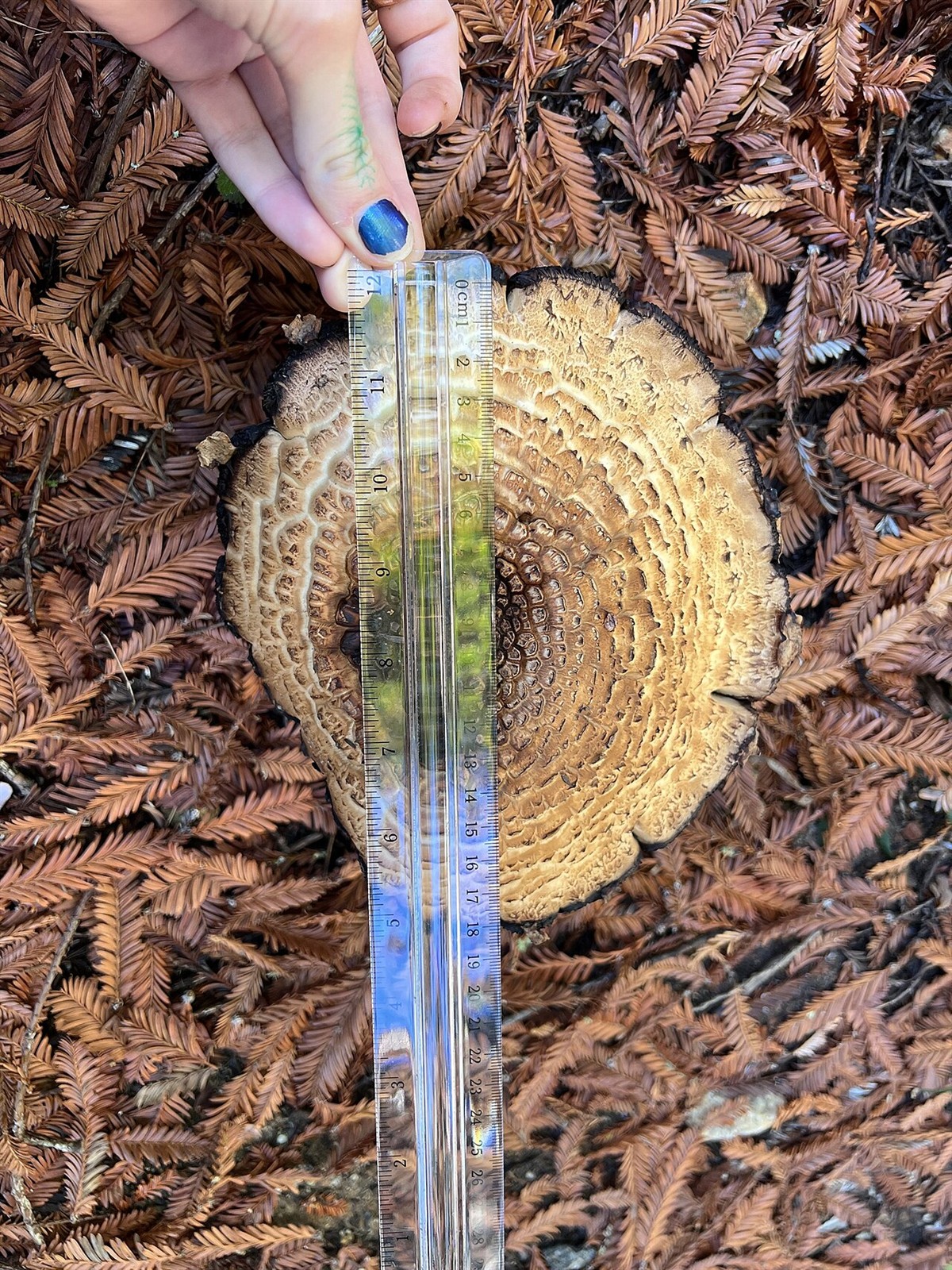 Riesenchampignon – Agaricus augustus
