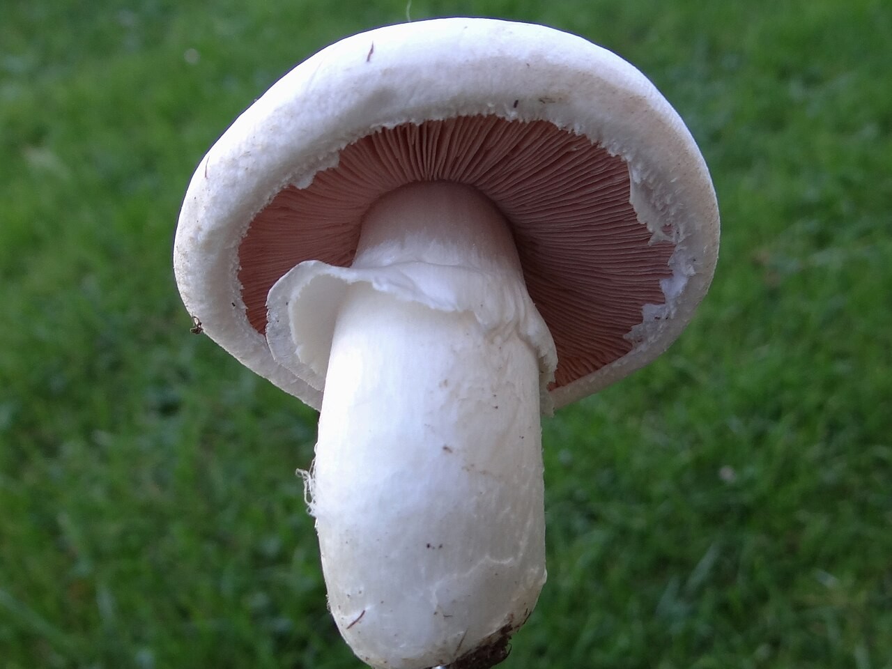 Common mushroom – Agaricus bisporus