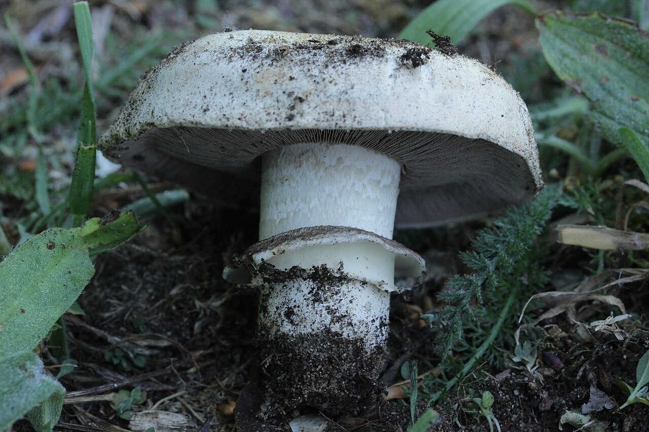 Stadt-Champignon – Agaricus bitorquis