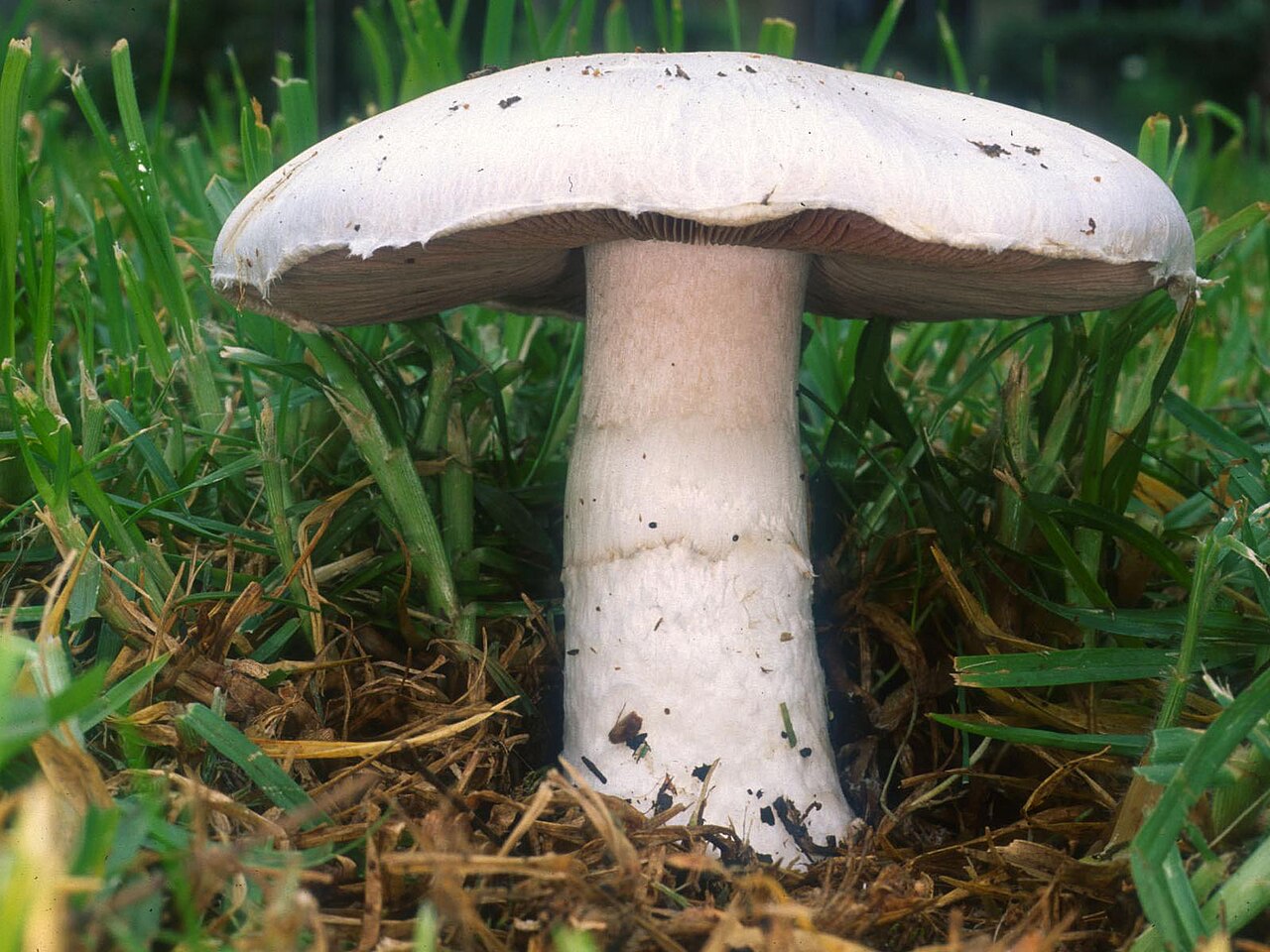 Wiesen-Champignon