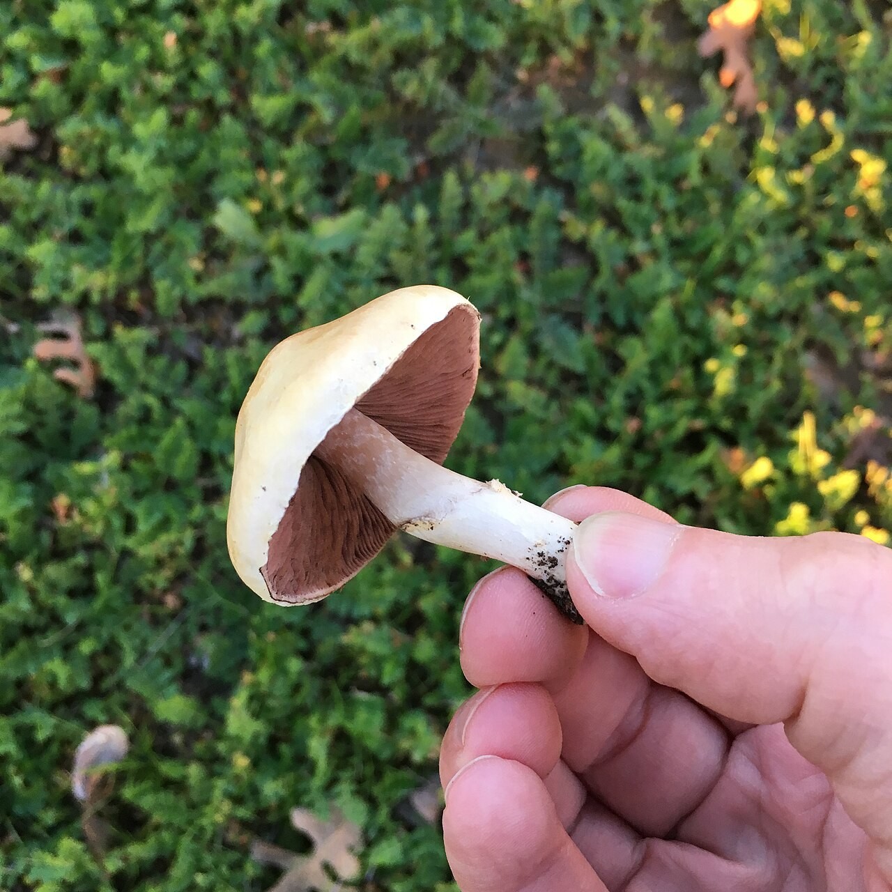 Kleiner Champignon – Agaricus comtulus