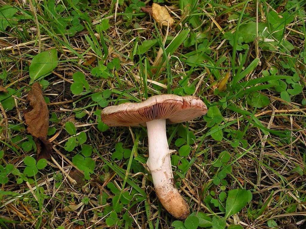 Langejev kukmak – Agaricus langei