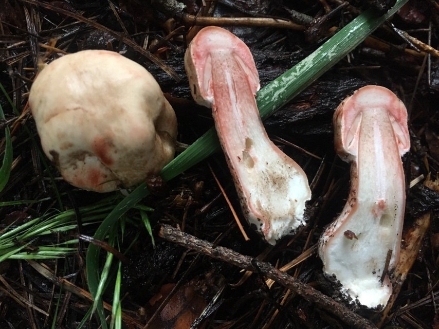 Wald-Champignon – Agaricus sylvaticus