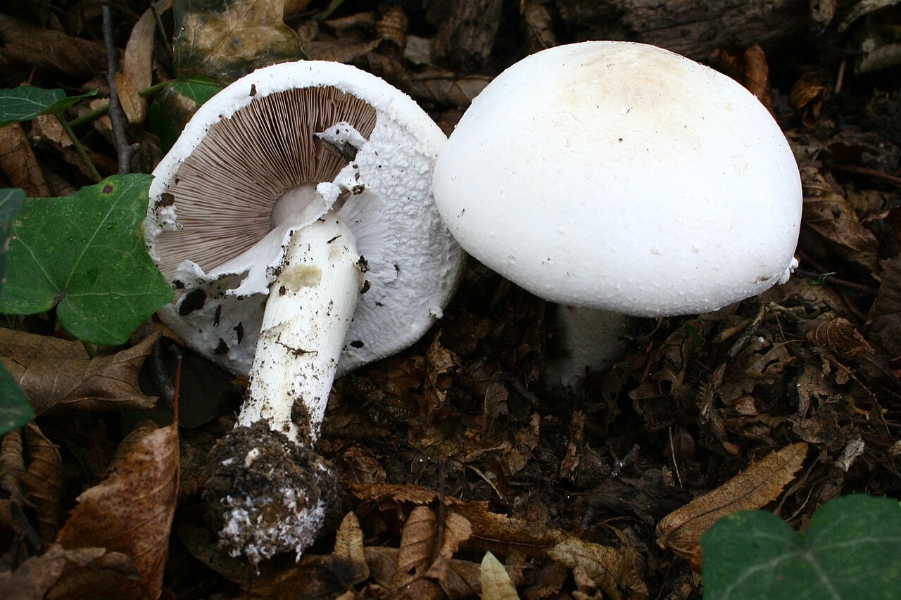 Hostni kukmak – Agaricus sylvicola
