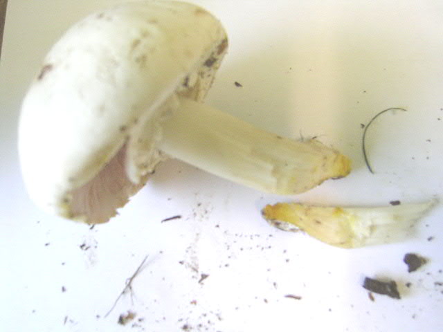Karbol-Champignon