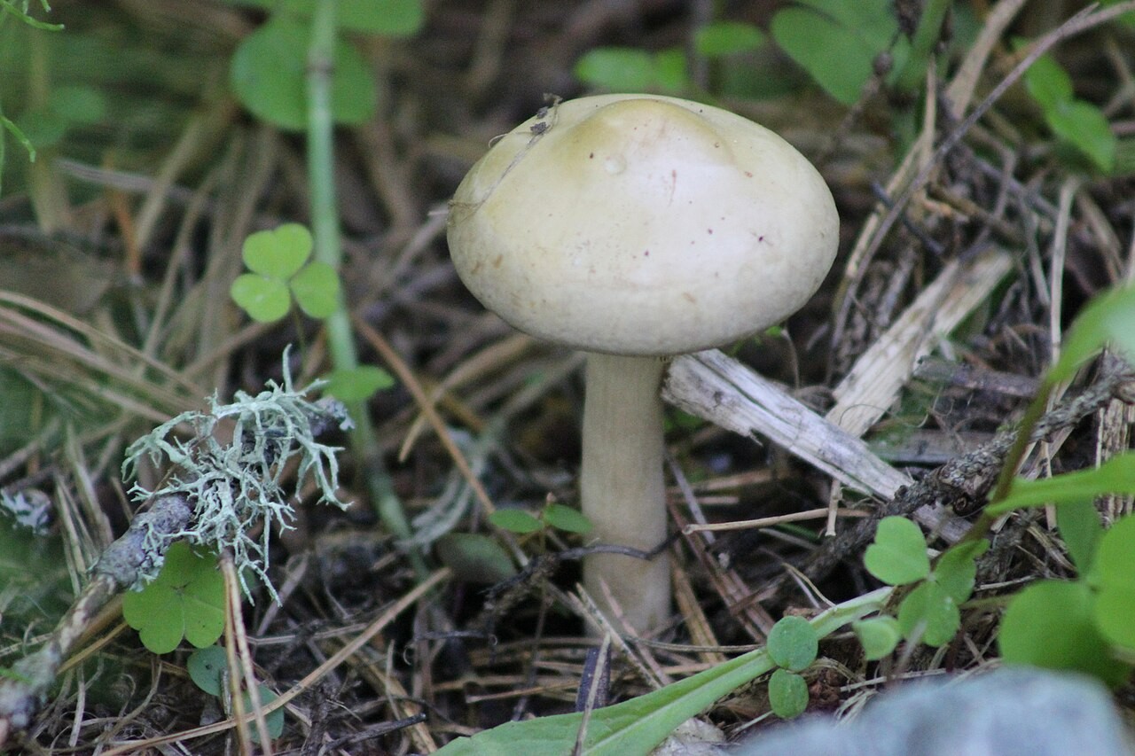 Voreilender Ackerling – Agrocybe praecox