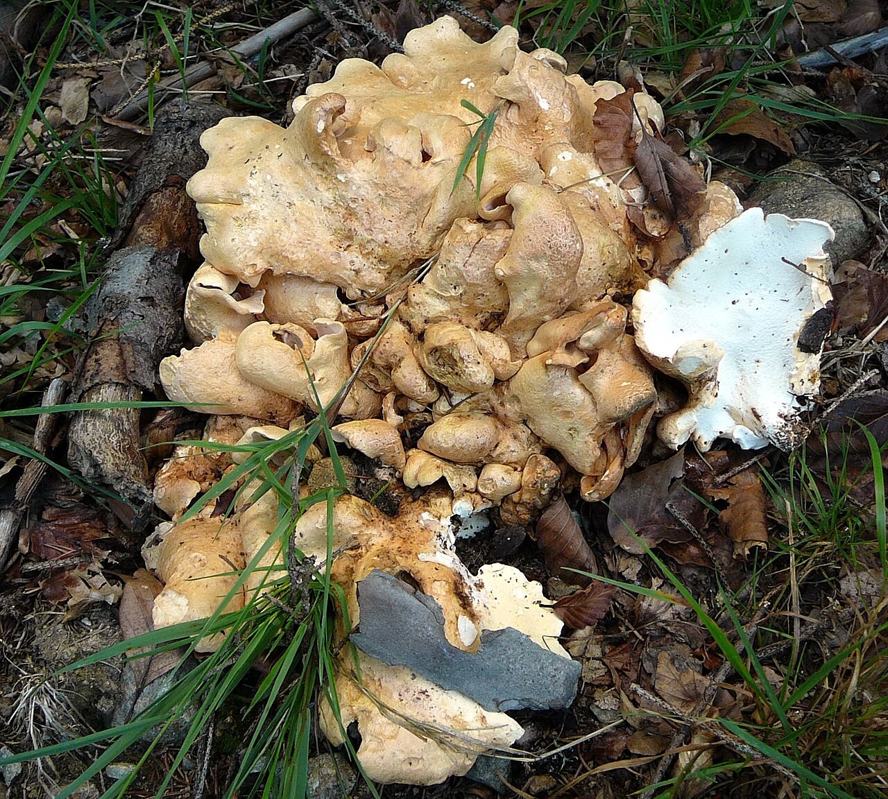 Fused polypore – Albatrellopsis confluens