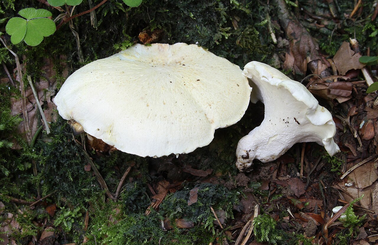 Sheep polypore – Albatrellus ovinus