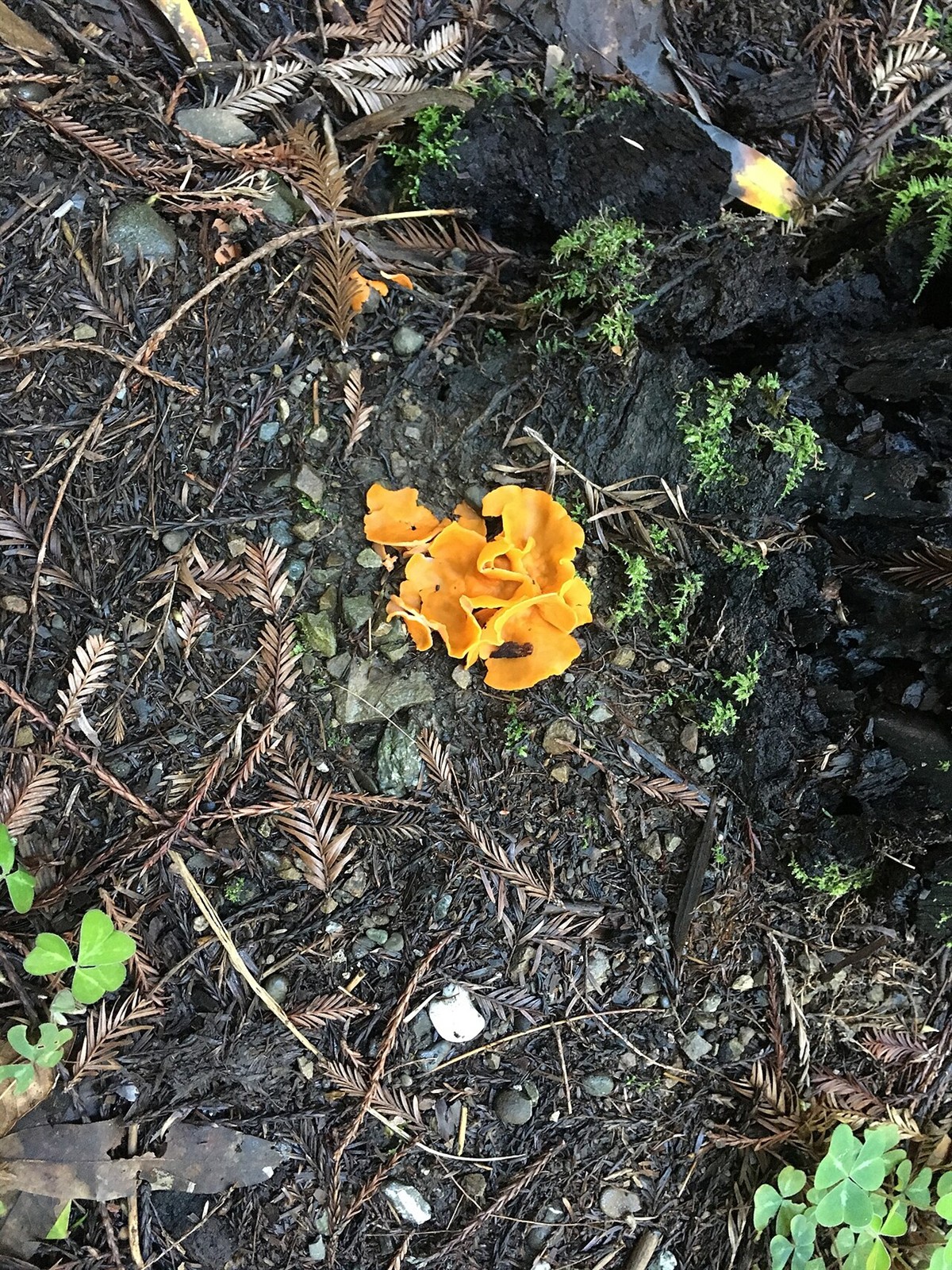 Orangebecherling – Aleuria aurantia