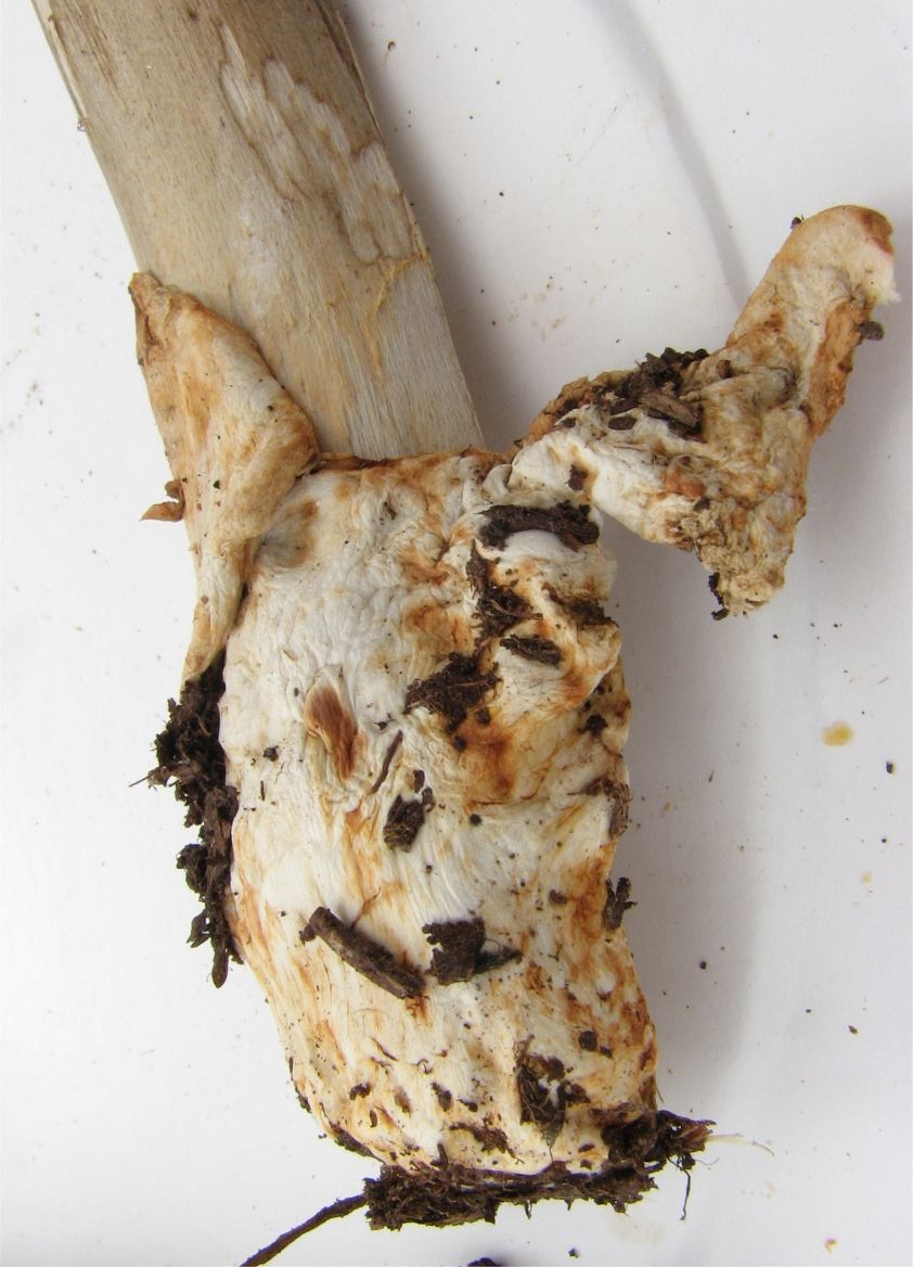 Dvobojna preslica – Amanita battarrae