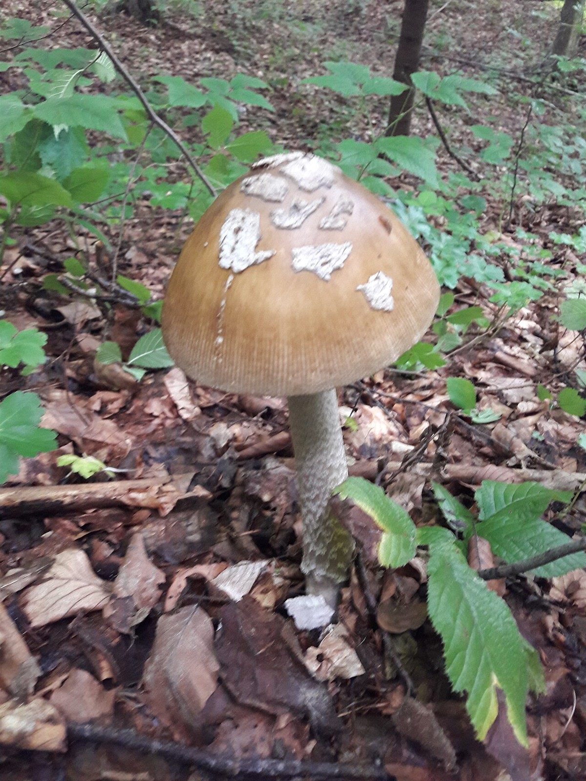Riesenscheidenstreifling – Amanita ceciliae