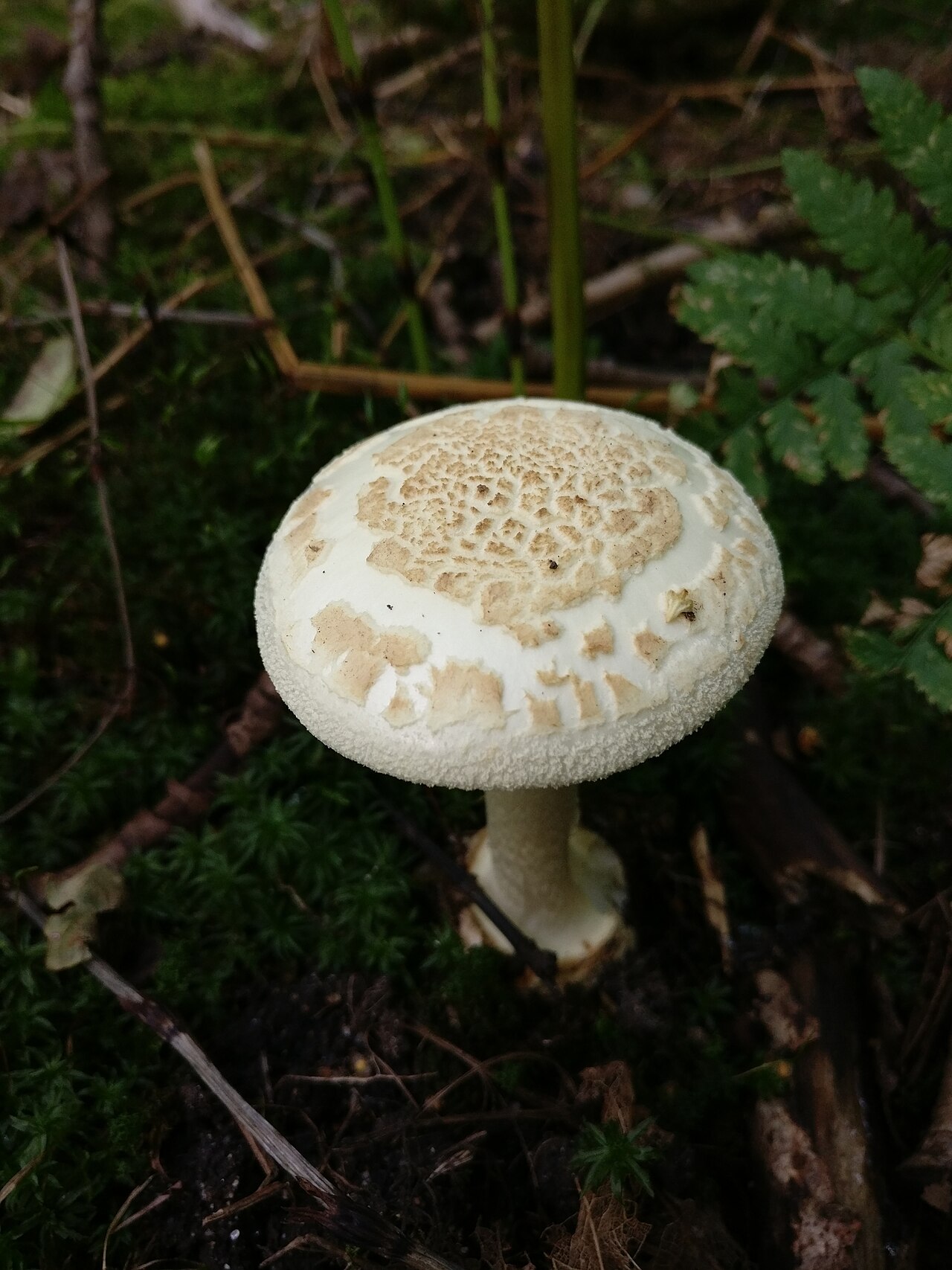 Gelber Knollenblätterpilz