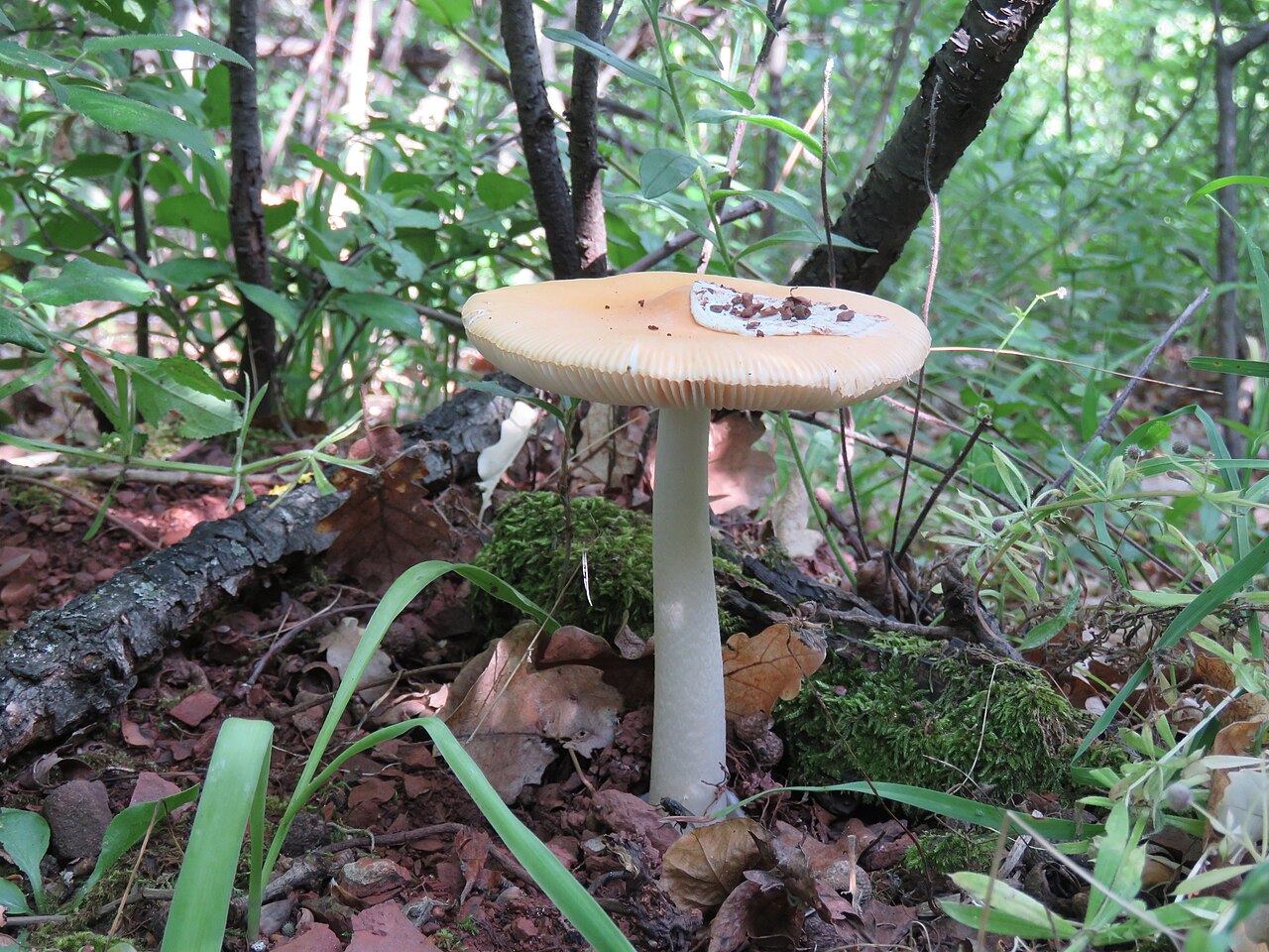 Narančasta preslica – Amanita crocea