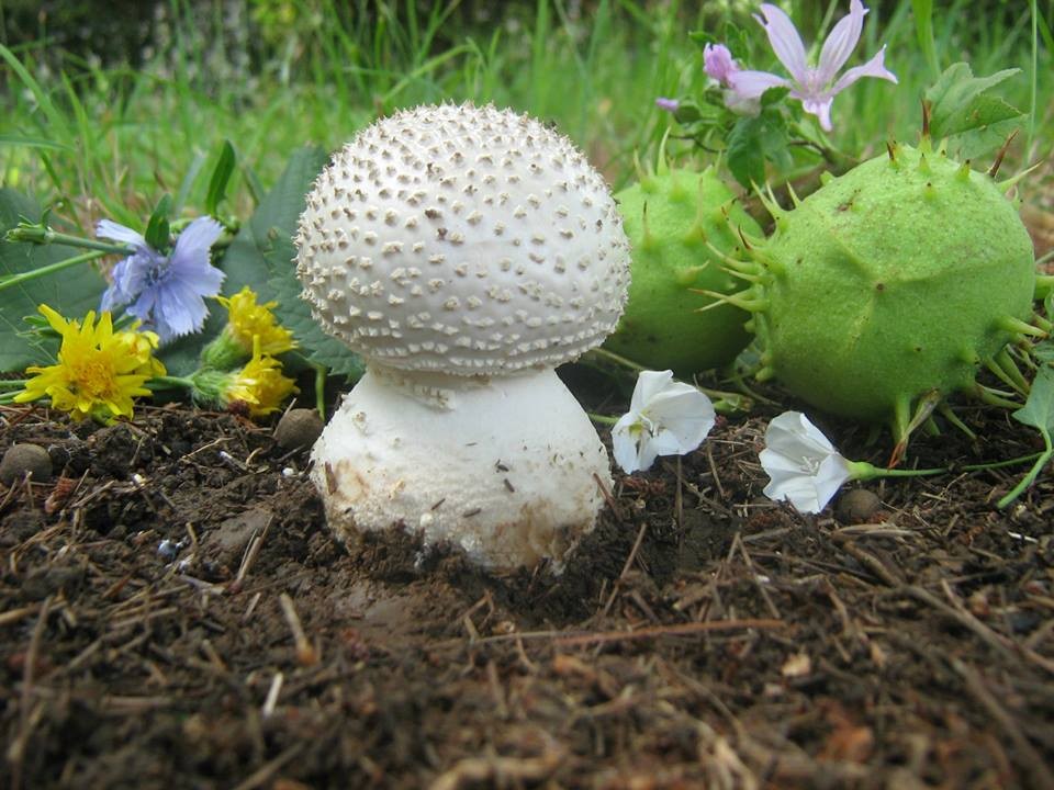 Igelwulstling – Amanita echinocephala