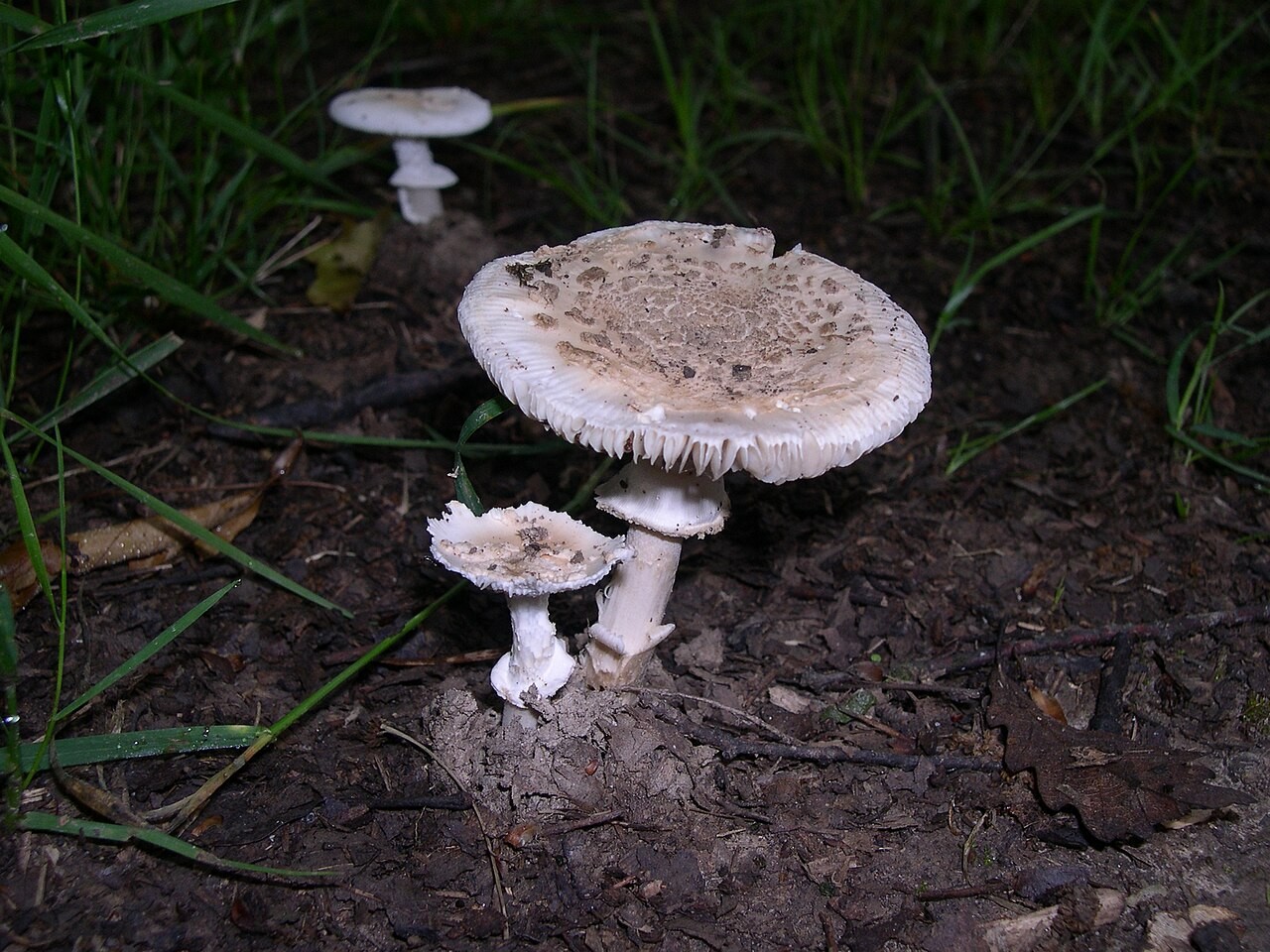 Elias-Wulstling – Amanita eliae