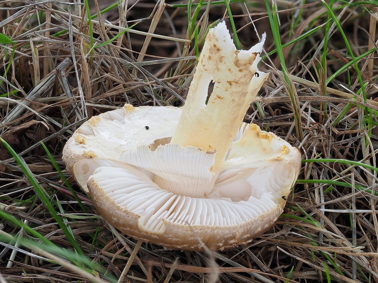 Gelbflockiger Wulstling – Amanita franchetii