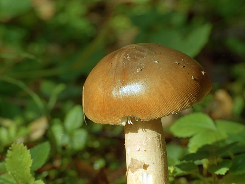Rotbrauner Scheidenstreifling