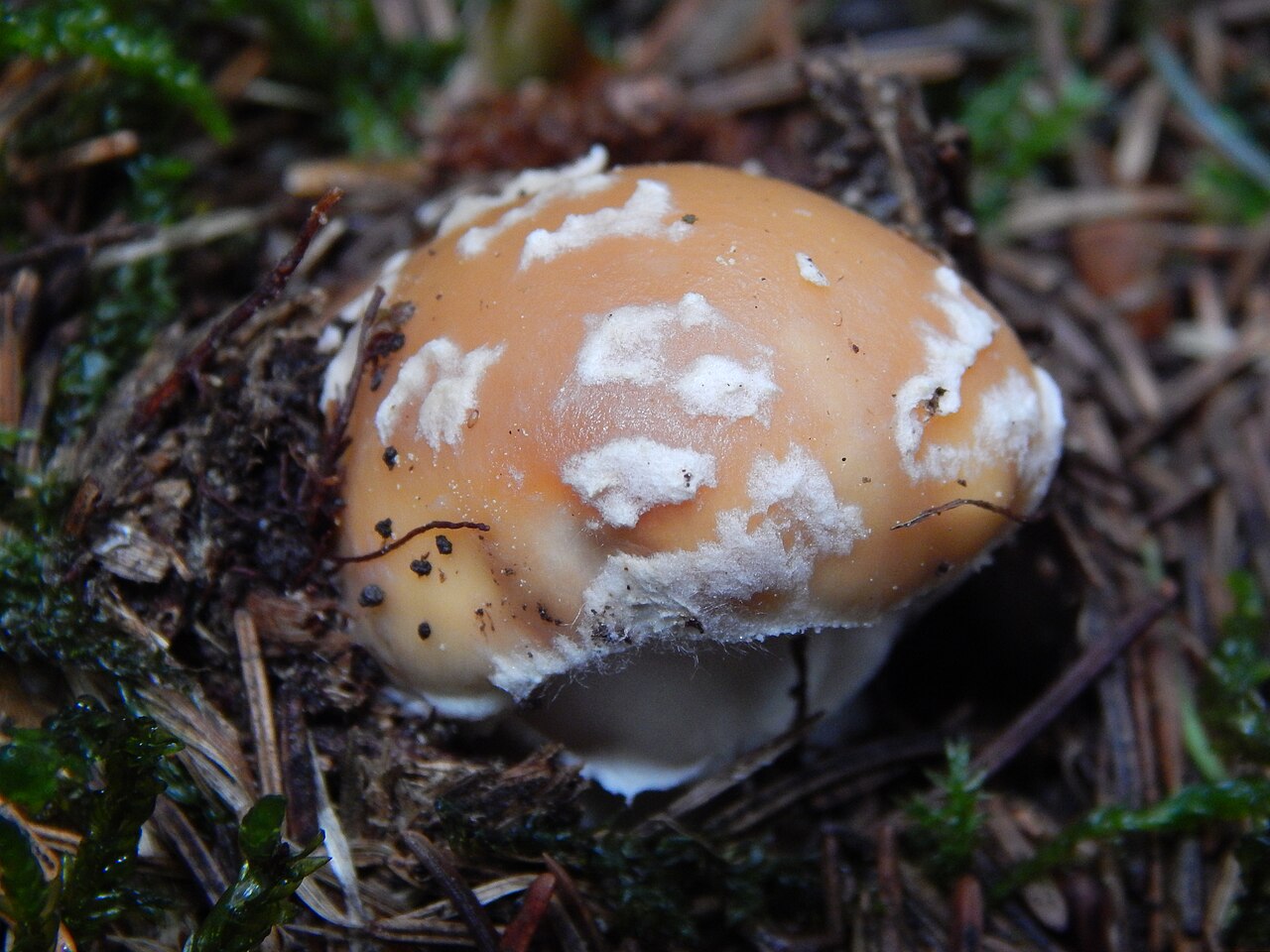 Narzissengelber Wulstling – Amanita gemmata