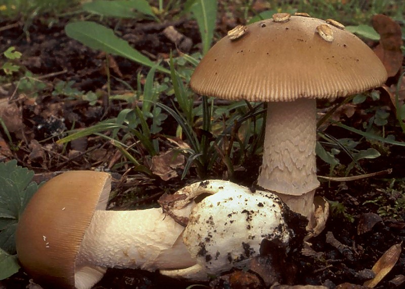 Blassgrauer Scheidenstreifling – Amanita lividopallescens