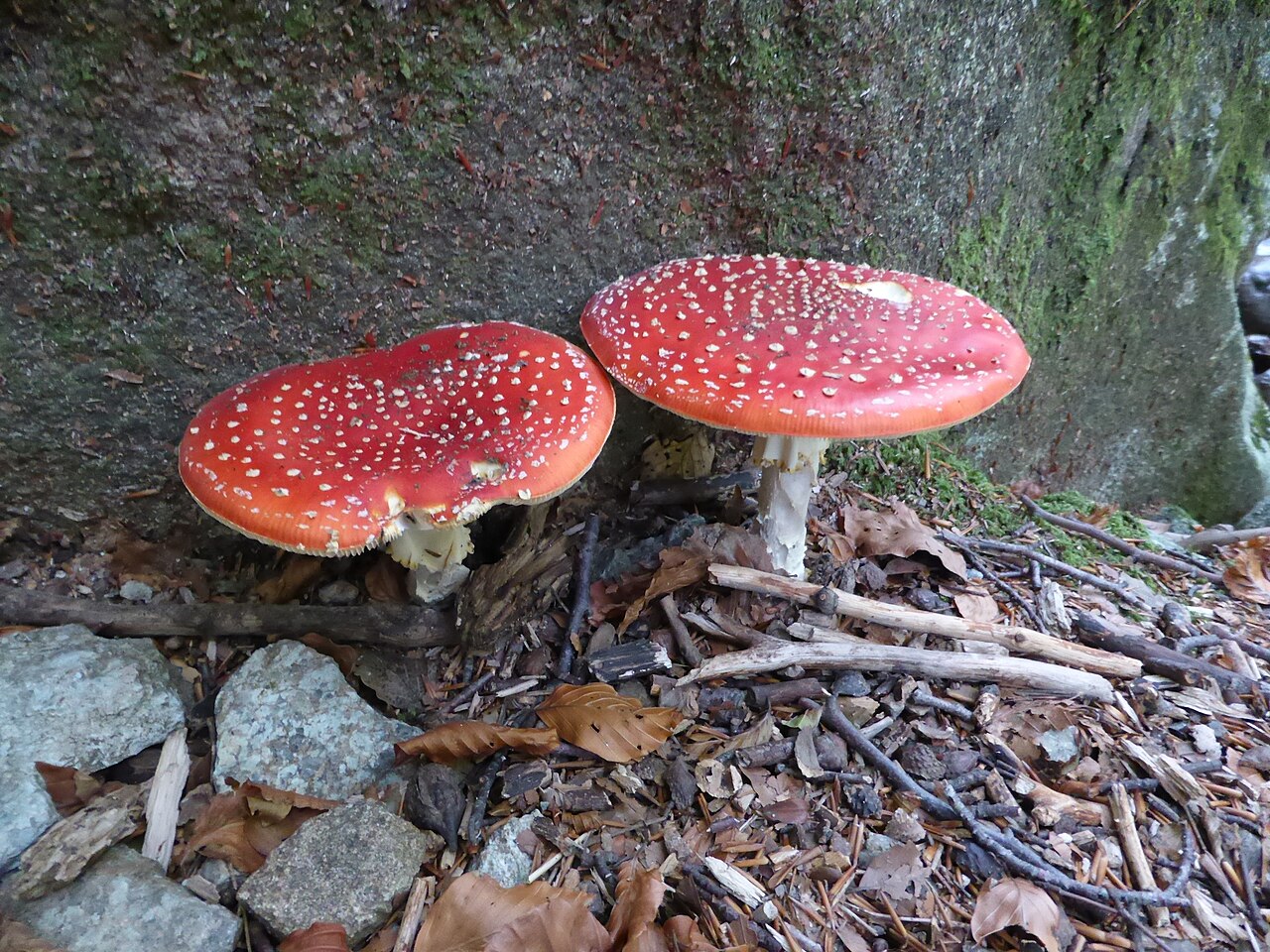Muhara – Amanita muscaria