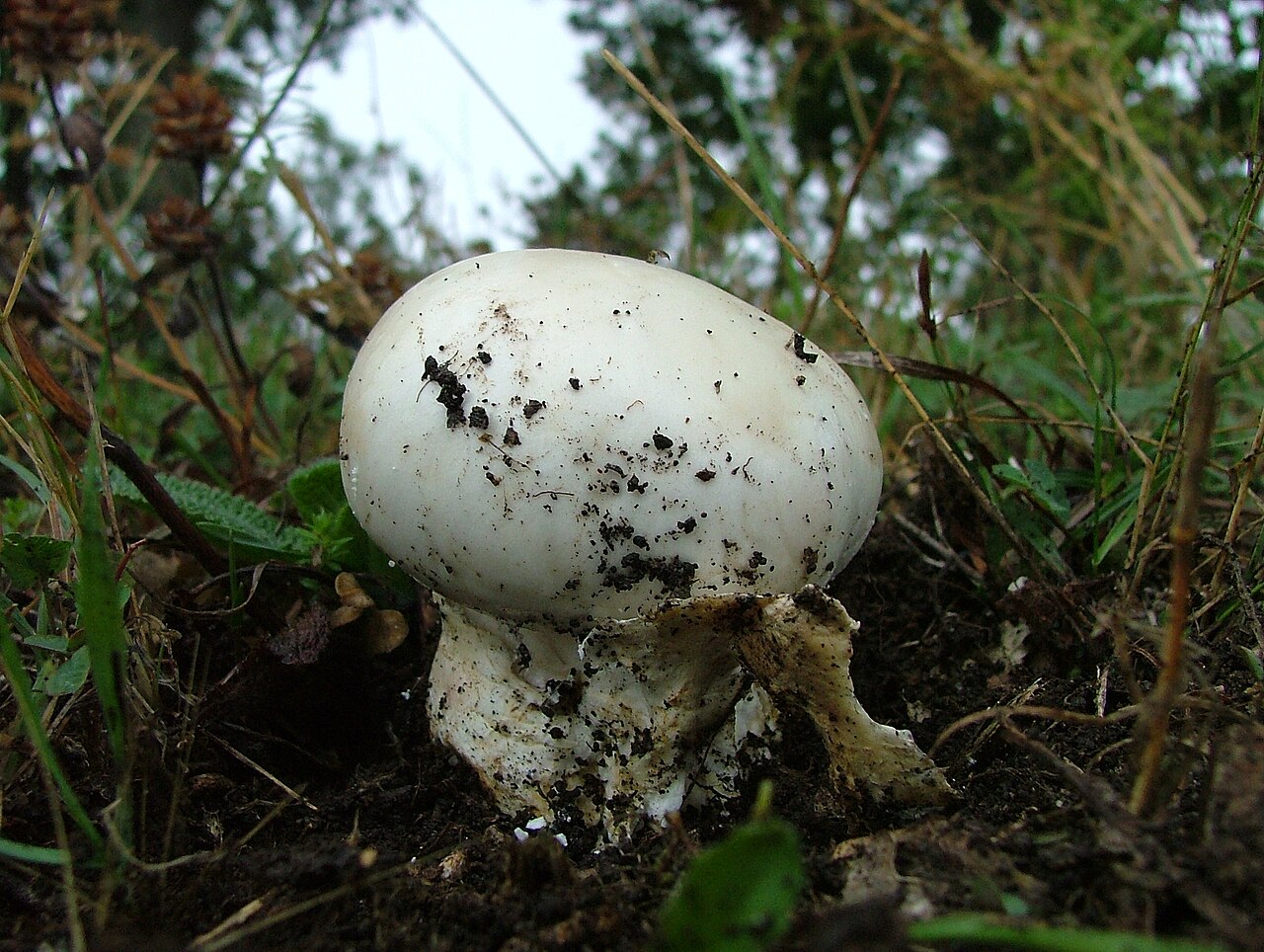 Eier-Wulstling – Amanita ovoidea