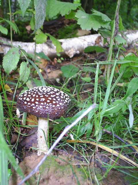 Pantherpilz