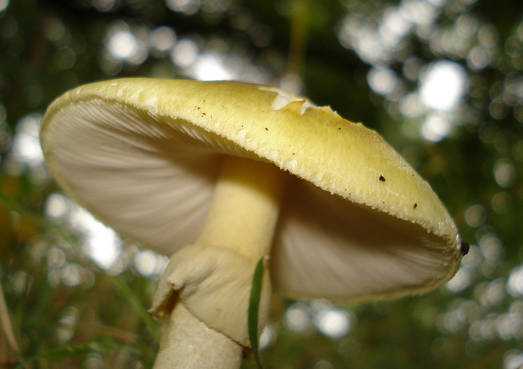 Grüner Knollenblätterpilz