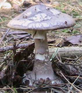 Porphyrbrauner Wulstling – Amanita porphyria