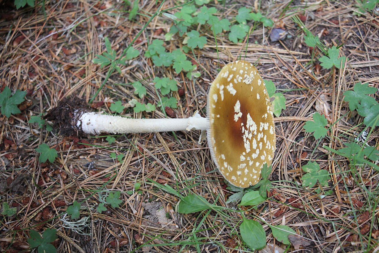 Königs-Fliegenpilz