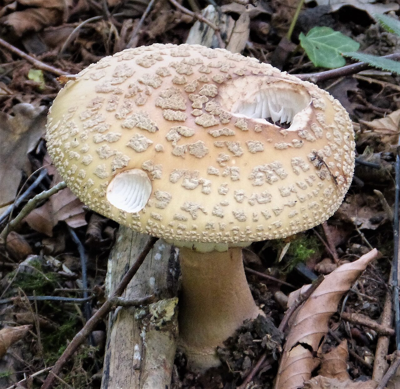 Perlpilz – Amanita rubescens