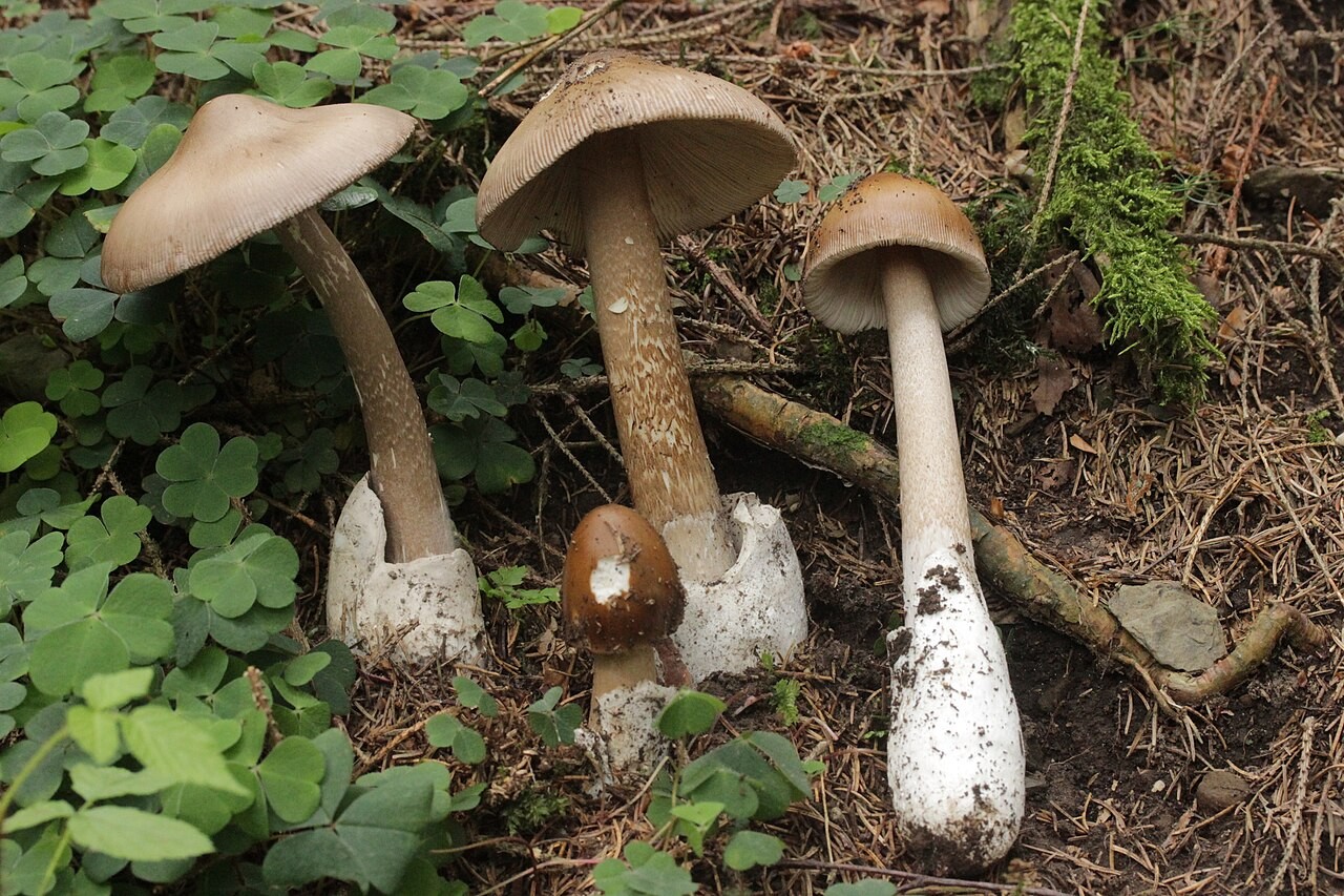 Grauhäutiger Scheidenstreifling – Amanita submembranacea
