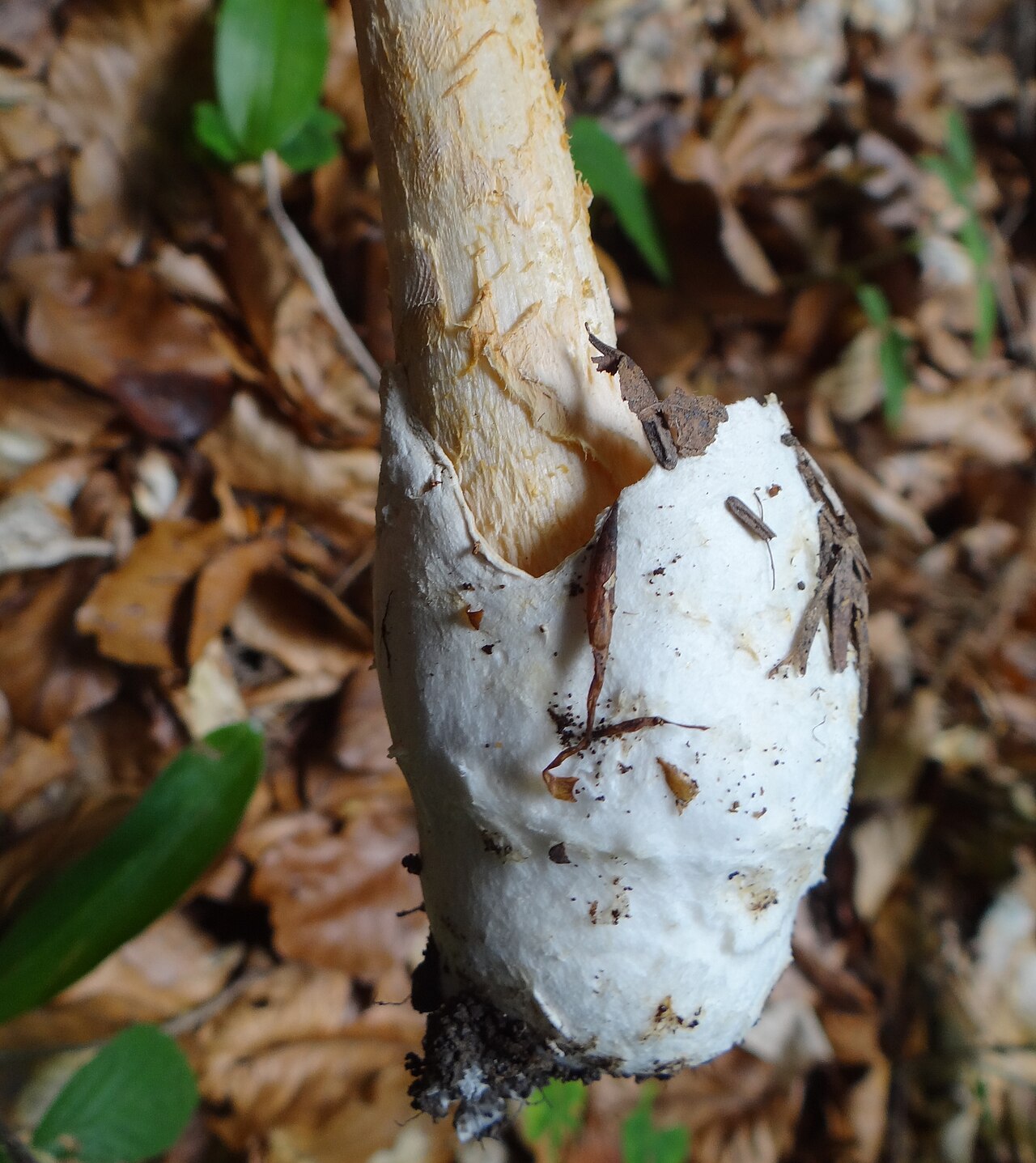 Grauer Scheidenstreifling