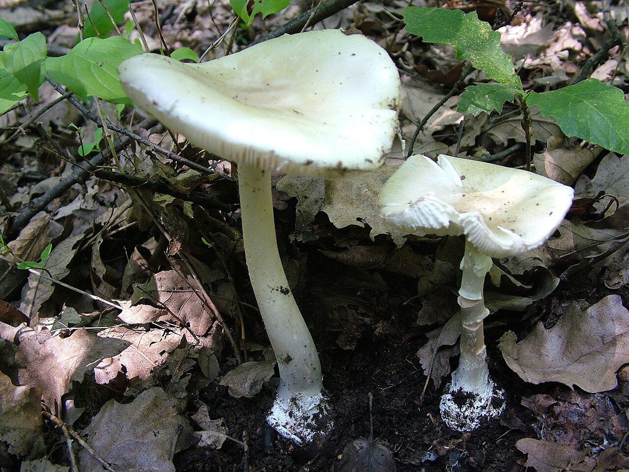 Frühlings-Knollenblätterpilz