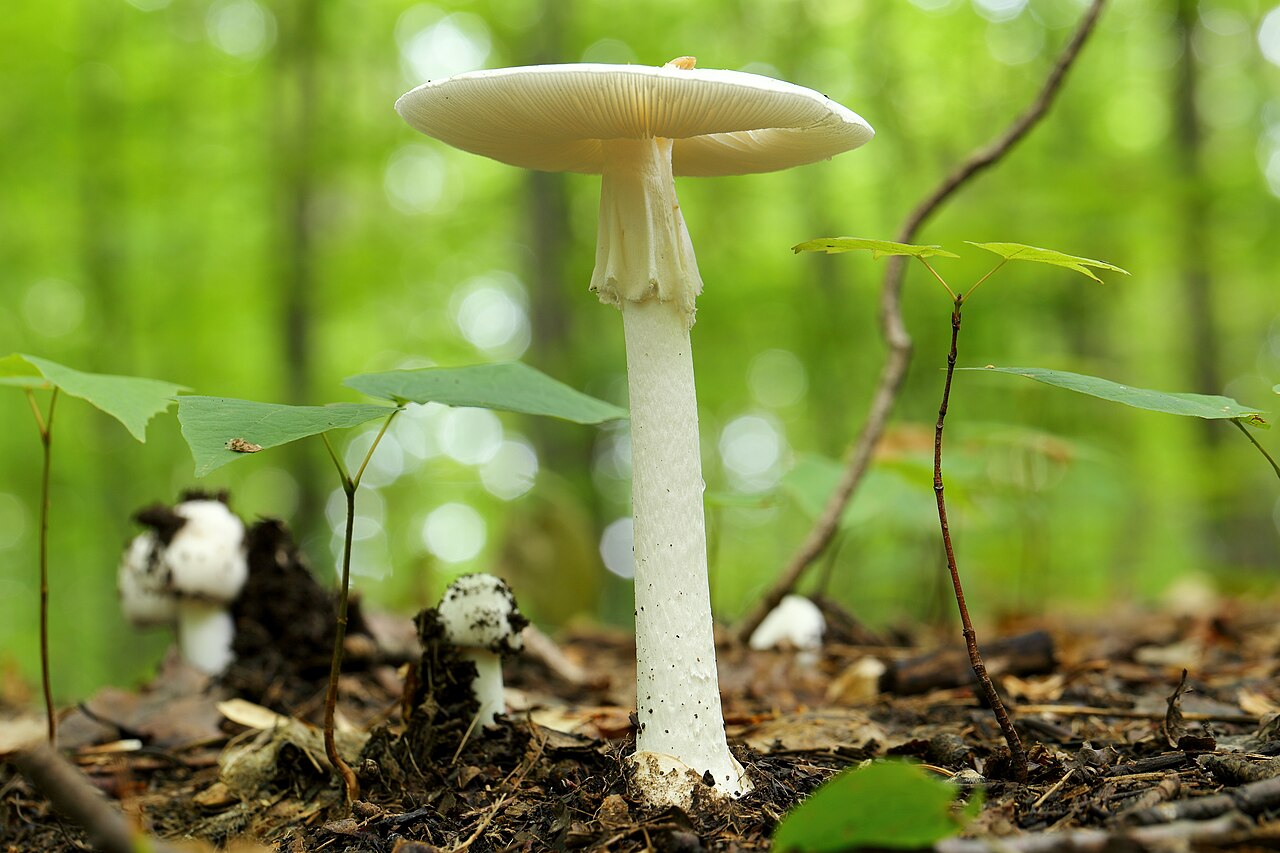 Kegelhütiger Knollenblätterpilz