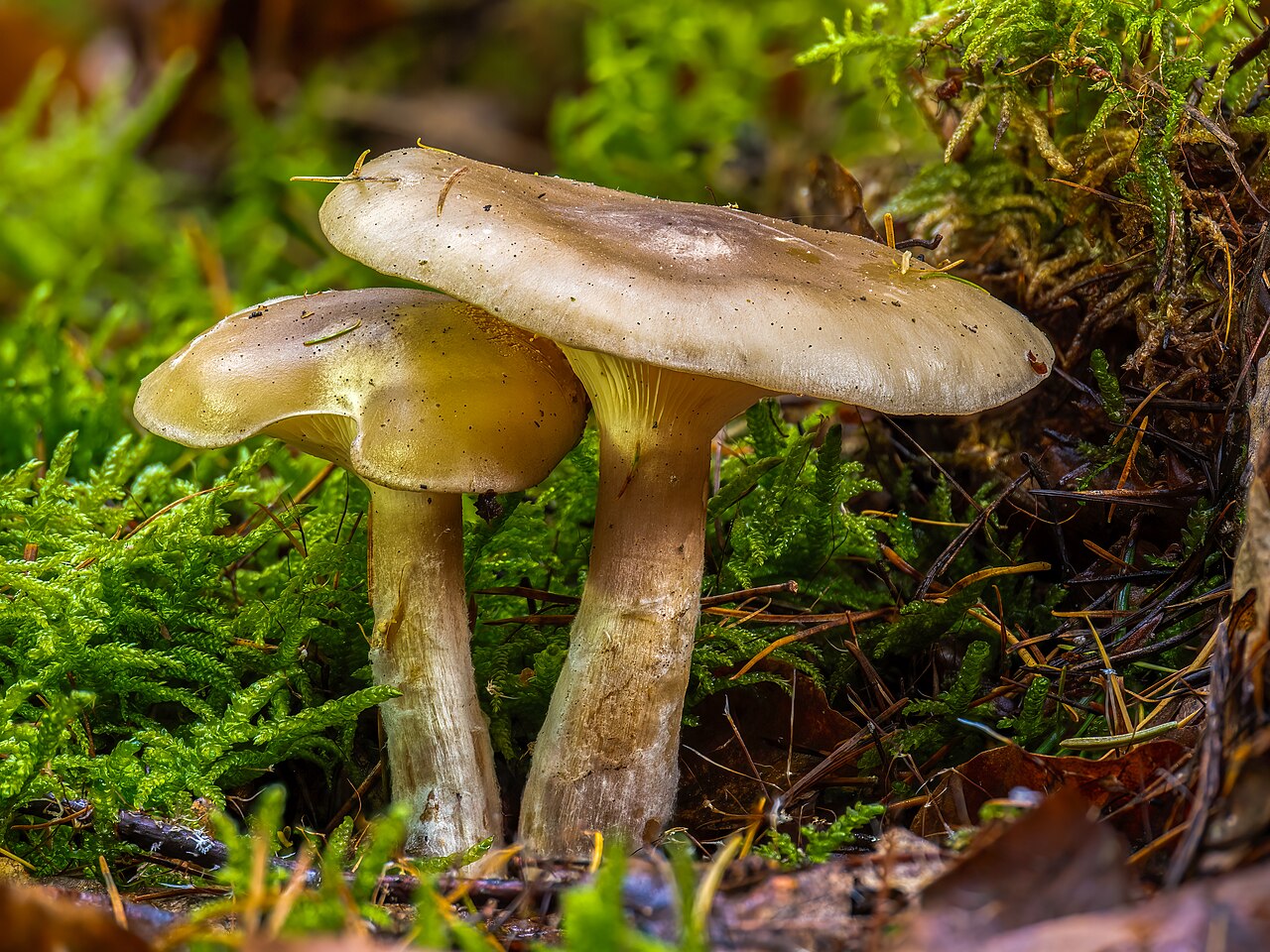 Batkasta lijevka – Ampulloclitocybe clavipes