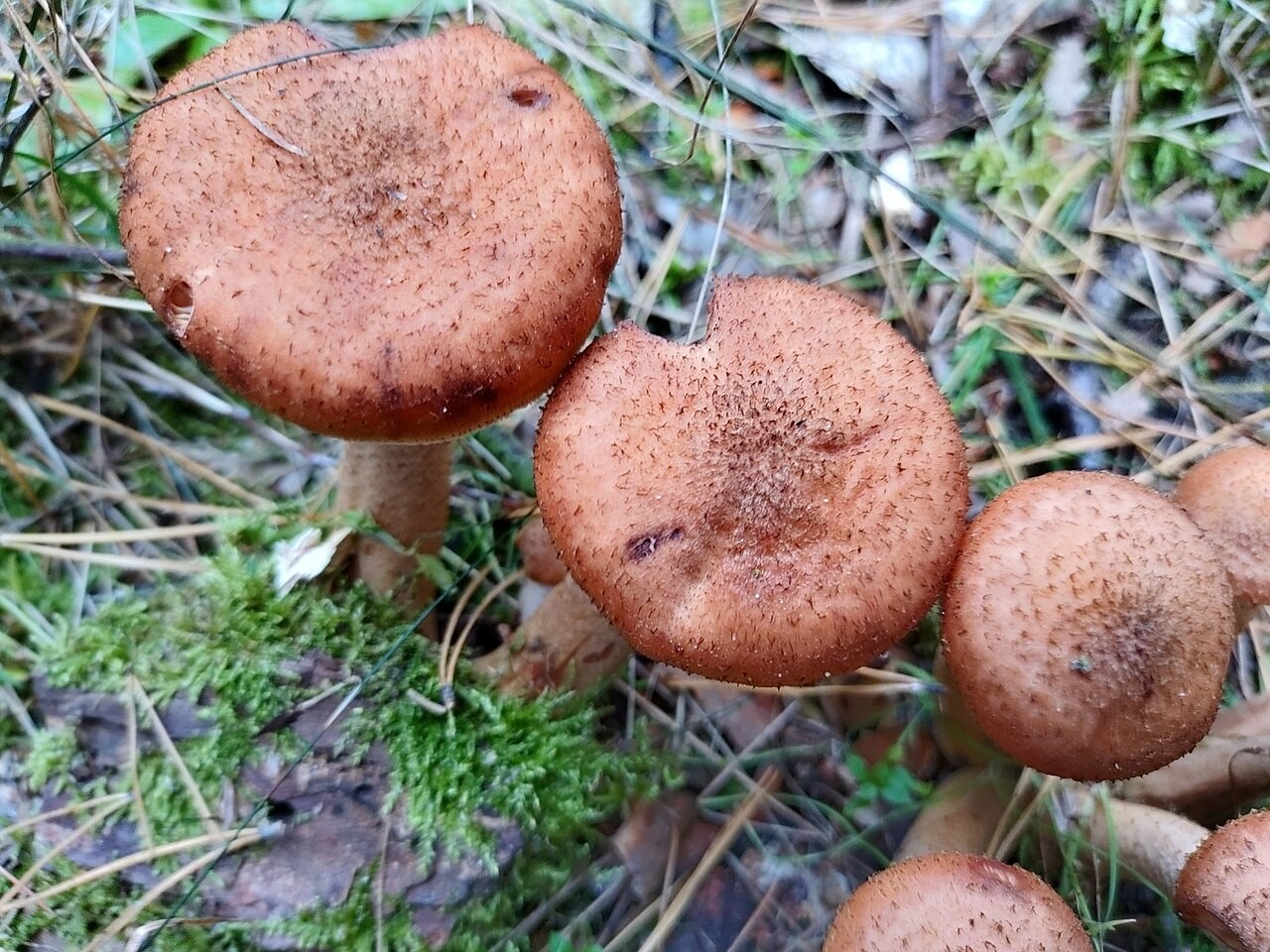 Dunkler Hallimasch – Armillaria ostoyae