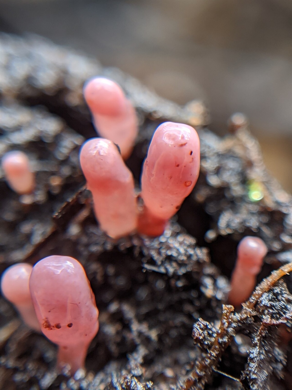 Fleischroter Gallertbecher – Ascocoryne sarcoides