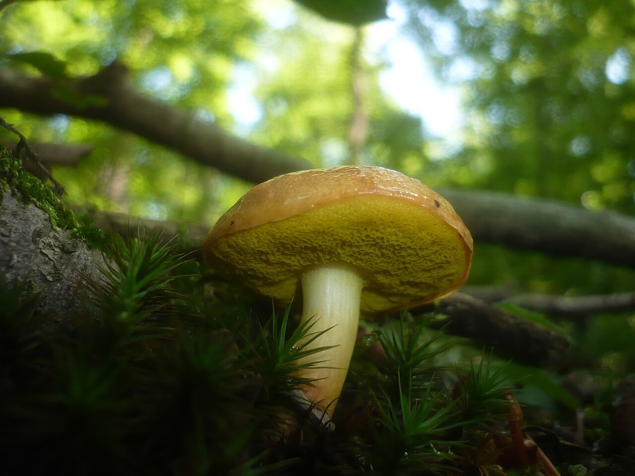 Goldporiger Röhrling – Aureoboletus gentilis