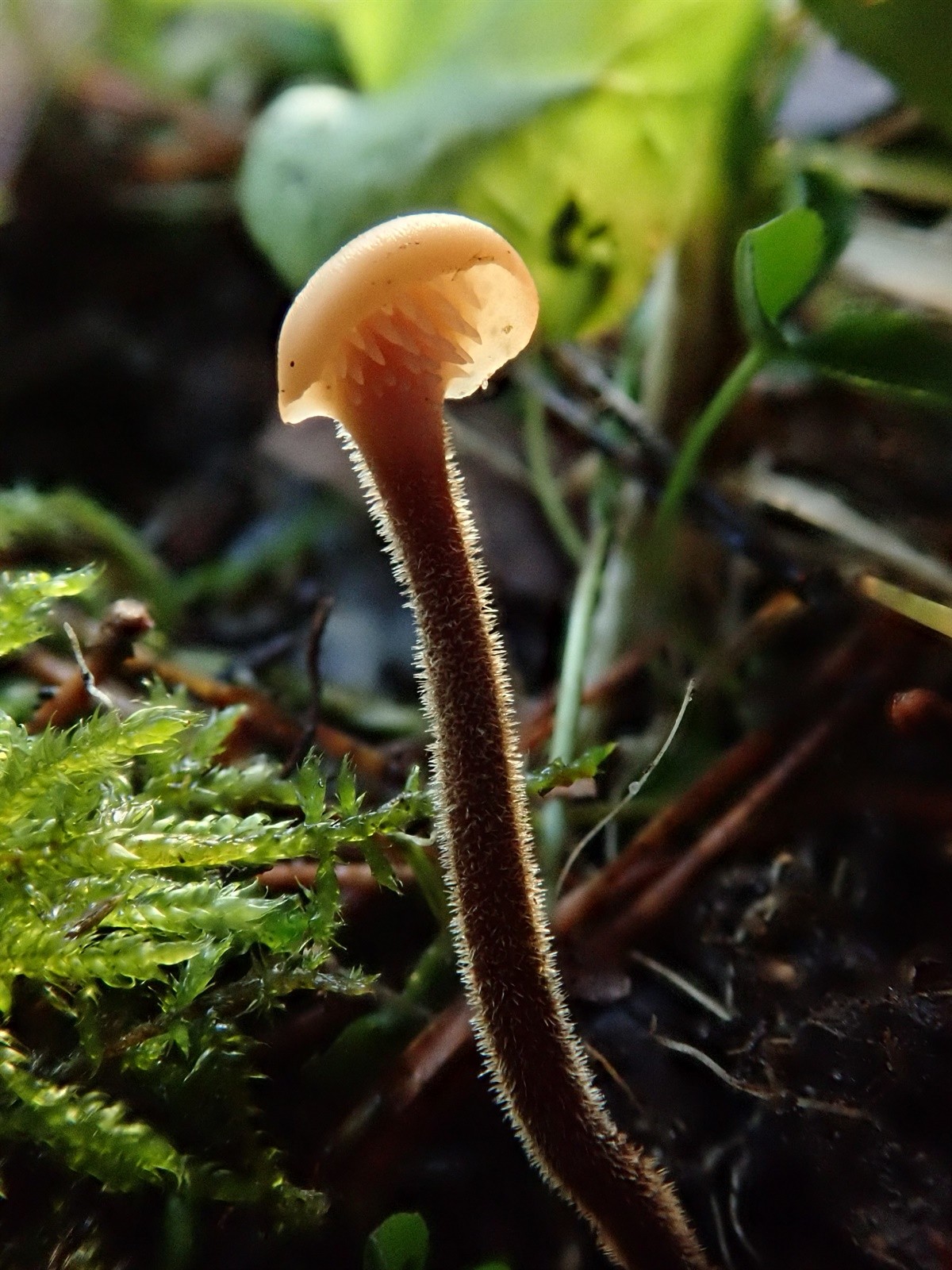 Obična žličarka – Auriscalpium vulgare