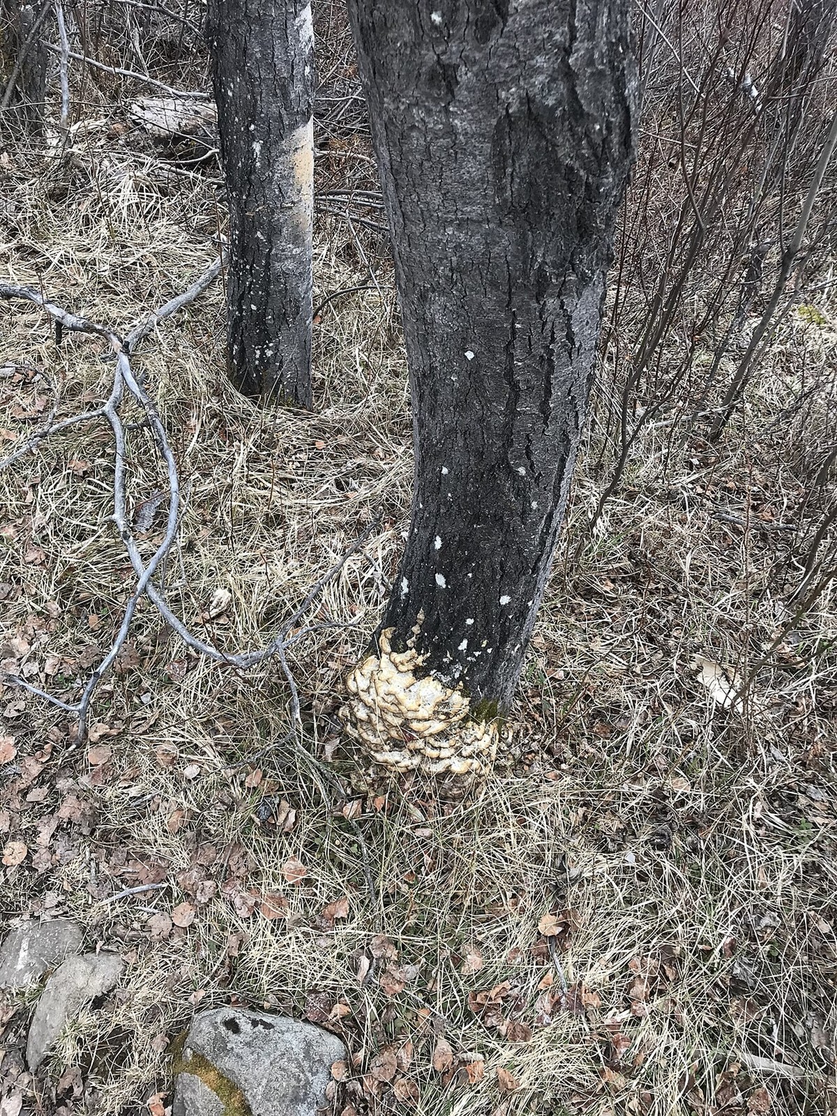 Osmojena bjerkandera – Bjerkandera adusta