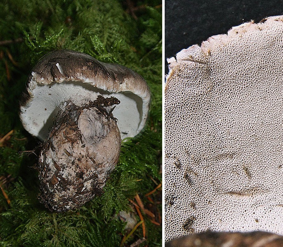 Sivi gobanovec – Boletopsis grisea