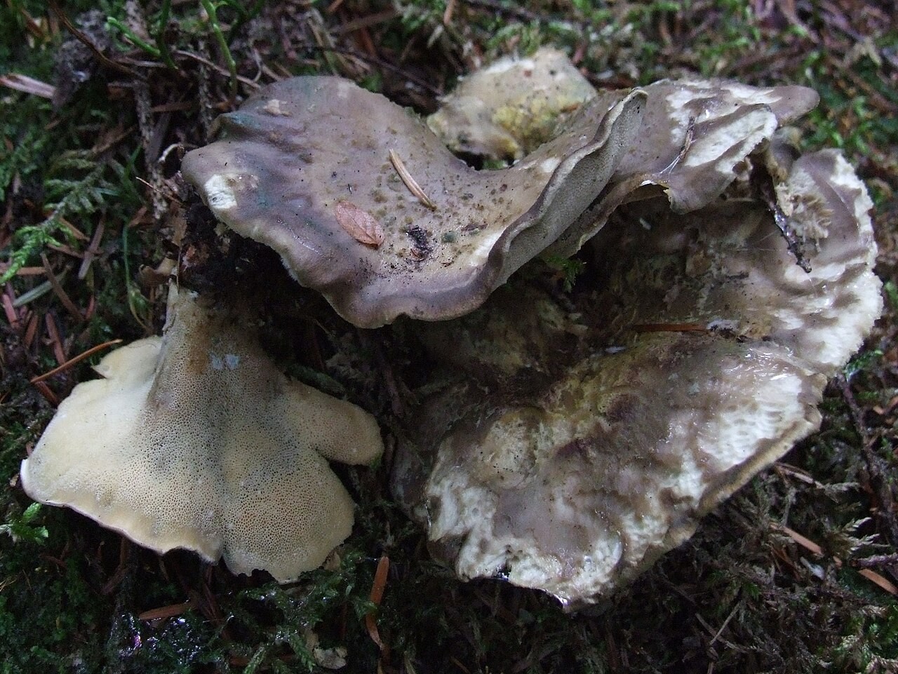 Crni gobanovac – Boletopsis leucomelaena