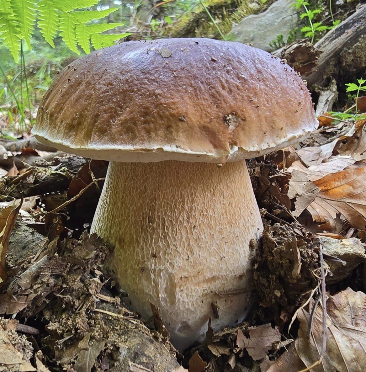Steinpilz – Boletus edulis