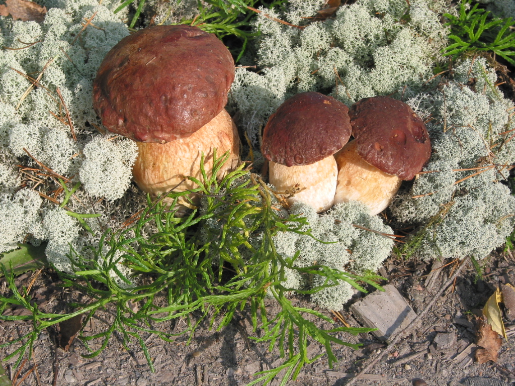 Borov goban – Boletus pinophilus