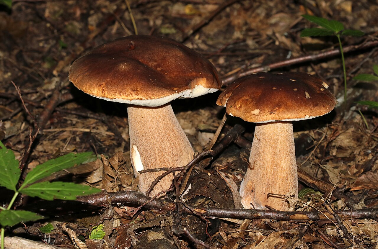 Sommer-Steinpilz