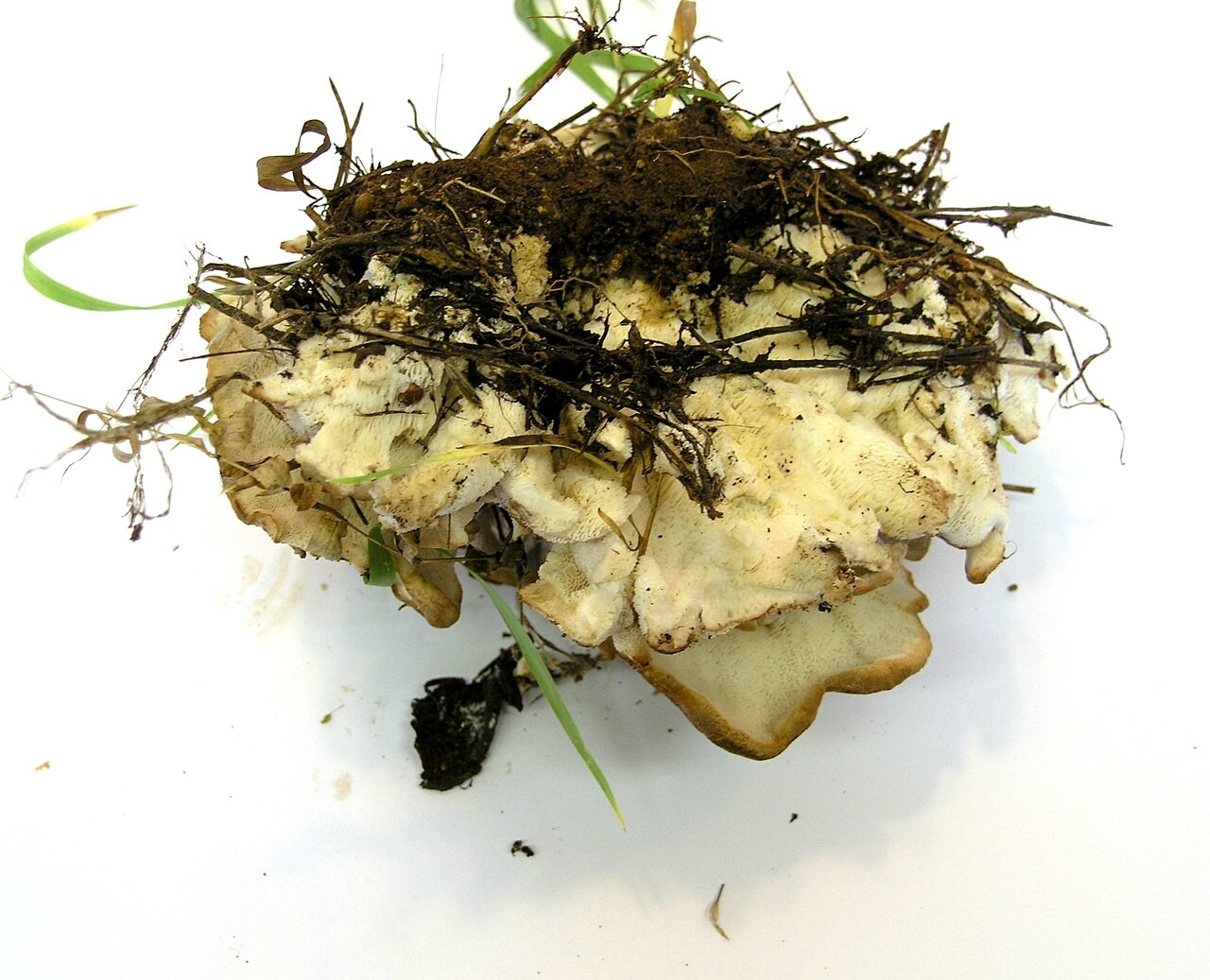 Mountain polypore – Bondarzewia mesenterica