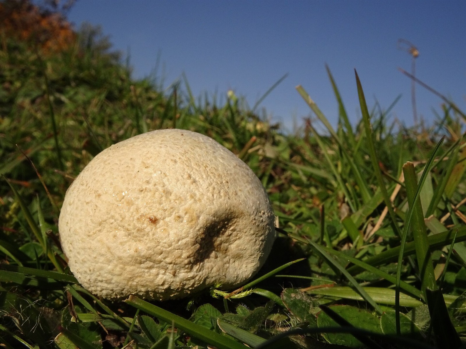 Hasen-Stäubling – Bovistella utriformis