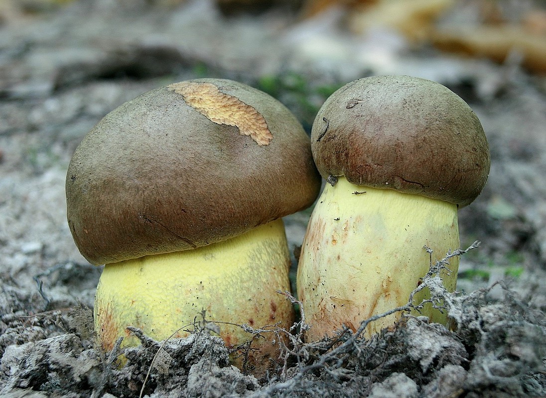 Rumeni maslenec – Butyriboletus appendiculatus